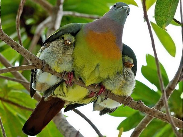 animal-flawless-moment-22