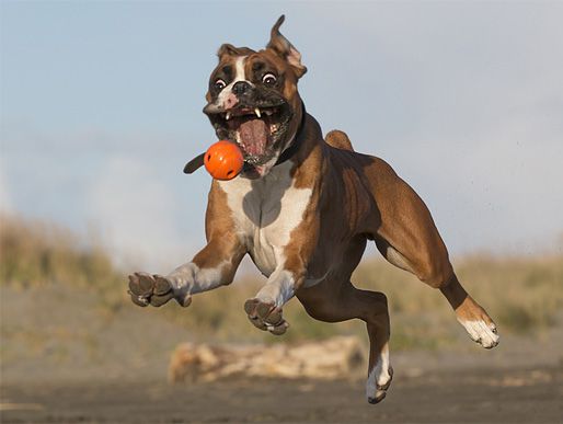 animal-flawless-moment-23