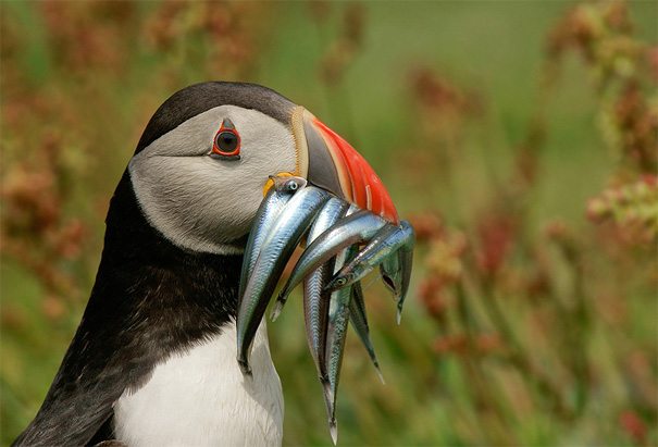 animal-flawless-moment-24