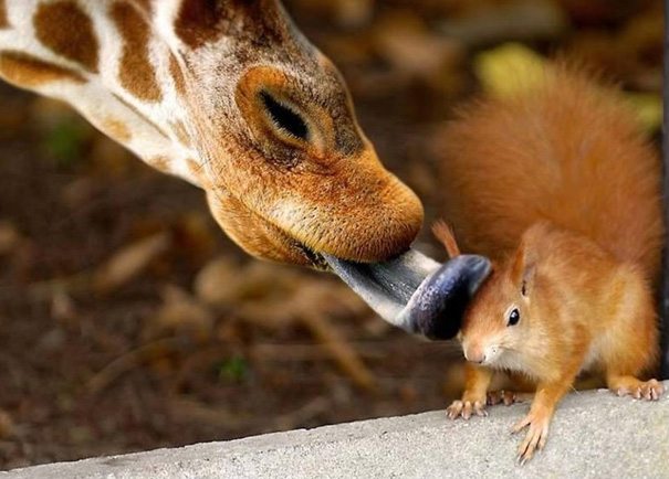 animal-flawless-moment-25