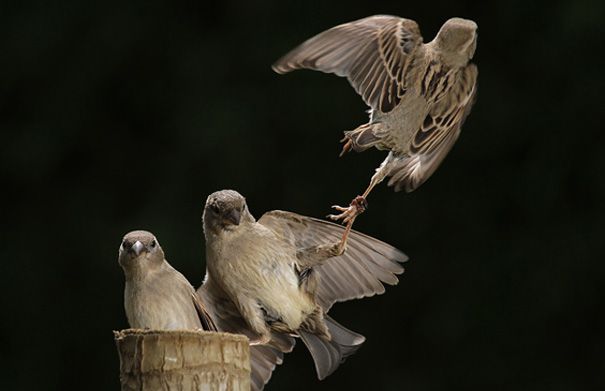 animal-flawless-moment-4