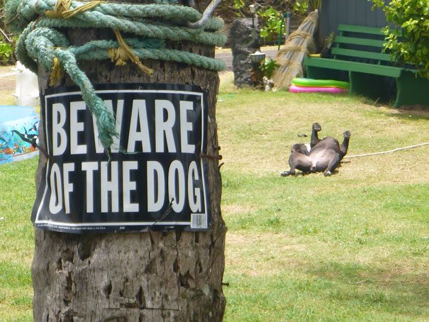 beware-of-dog-10