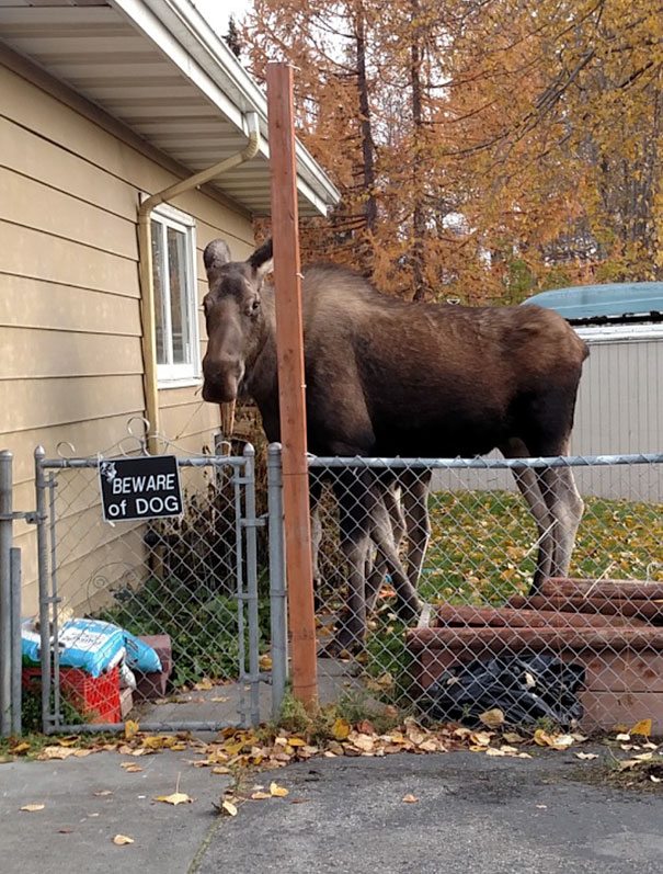beware-of-dog-19