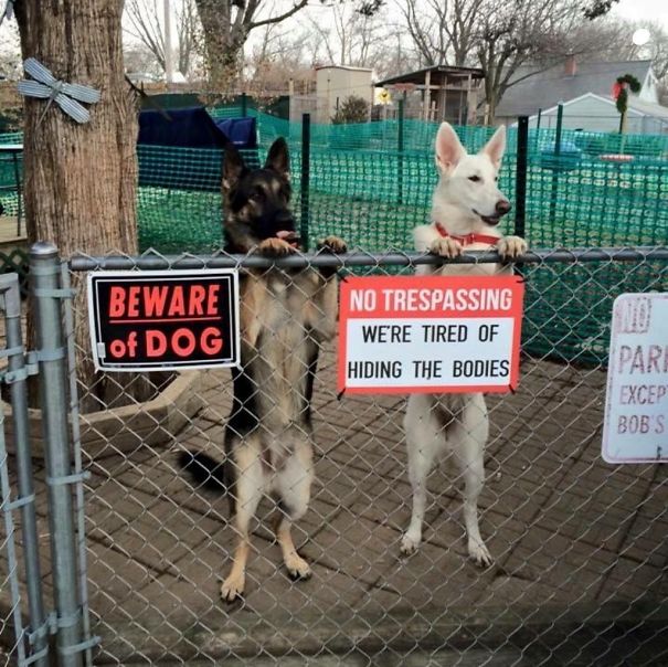 beware-of-dog-21
