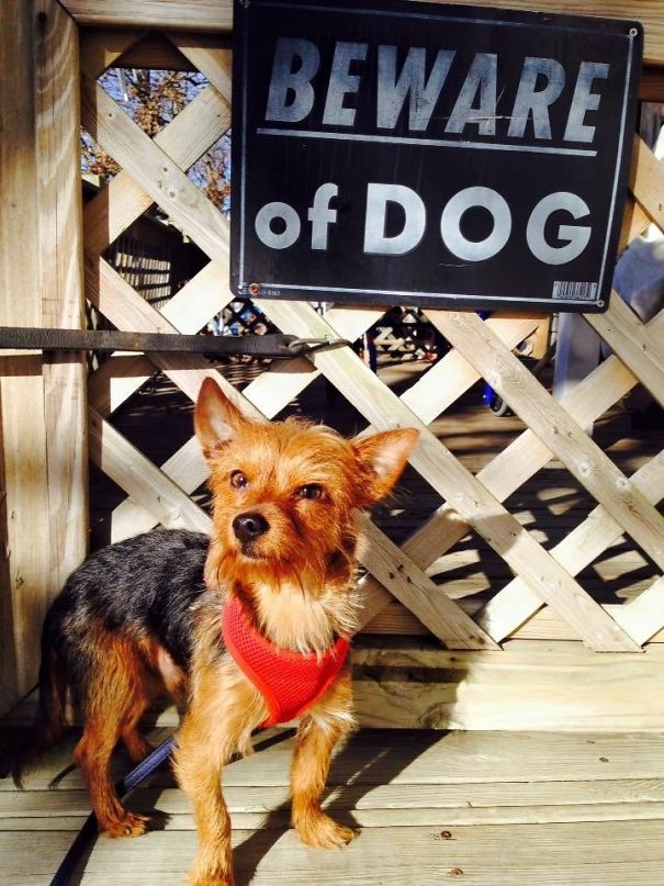 beware-of-dog-23