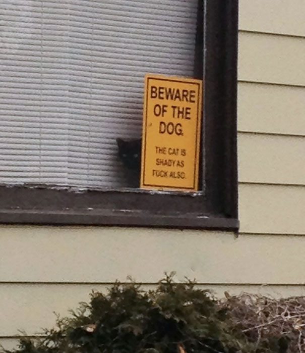 beware-of-dog-24