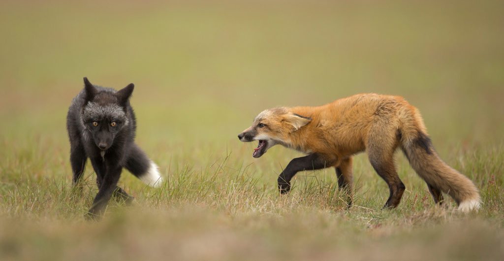 national-geographic-photo-contest-2016-17