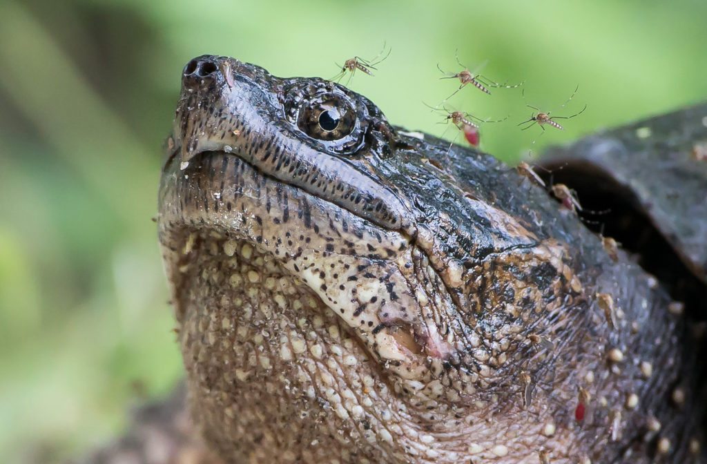 national-geographic-photo-contest-2016-23