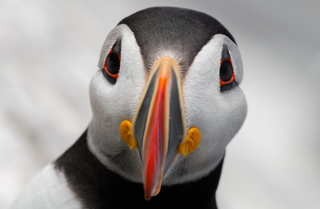 national-geographic-photo-contest-2016-6