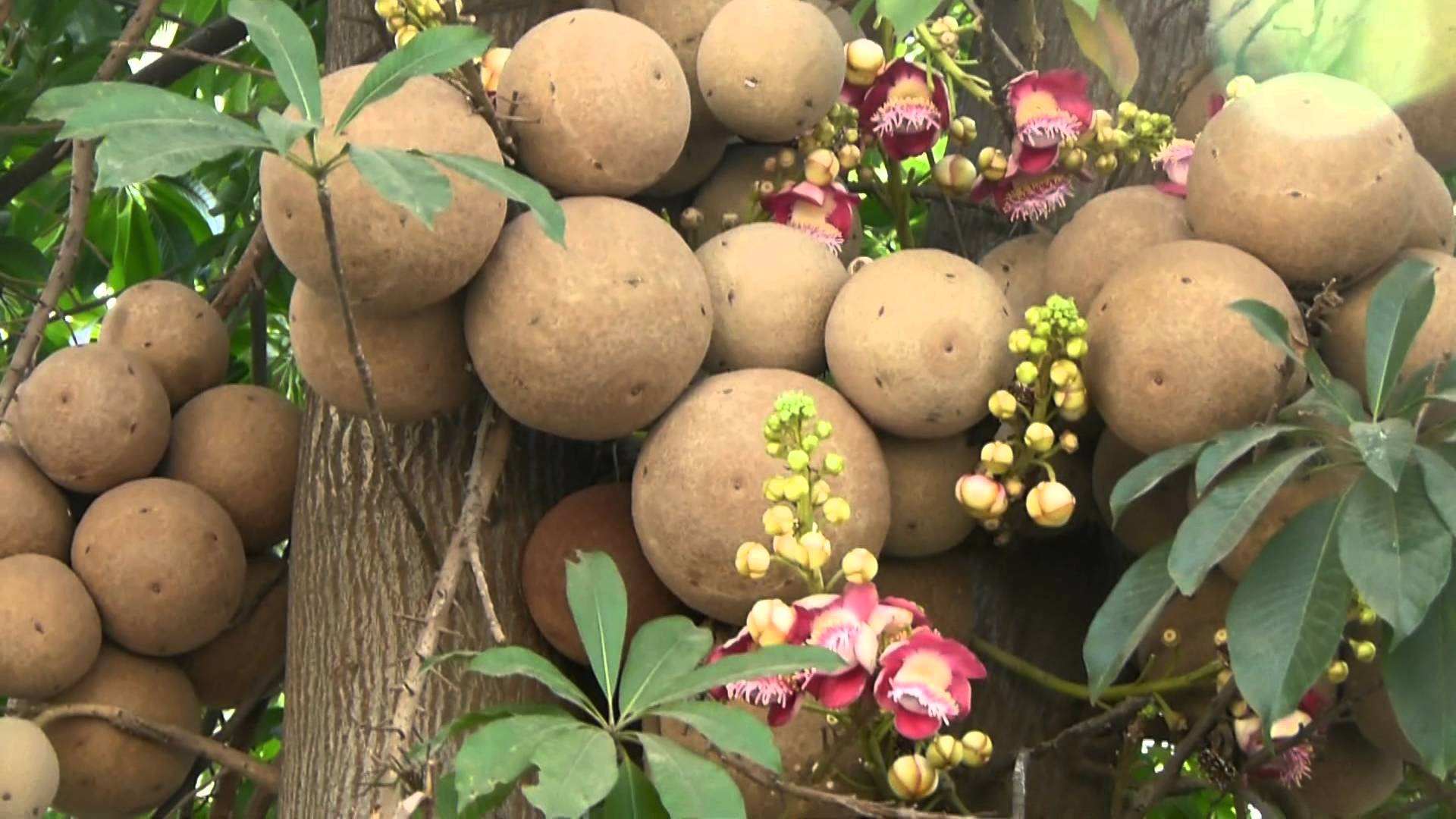 cannonball-tree