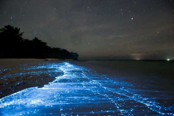 © Doug Perrine The shimmering shores of Vaadhoo - Maldives. The shimmering shores of Vaadhoo in Maldives are often referred to as the “Heaven on Earth.” The bright blue sparkling lights or bioluminescence are caused due to the presence of marine microbes phytoplankton.