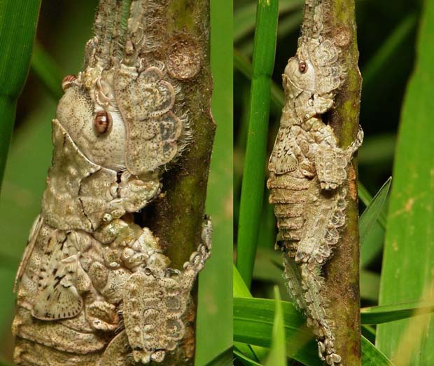 A Katydid camouflaging into its surroundings (Amazon Rain forest)