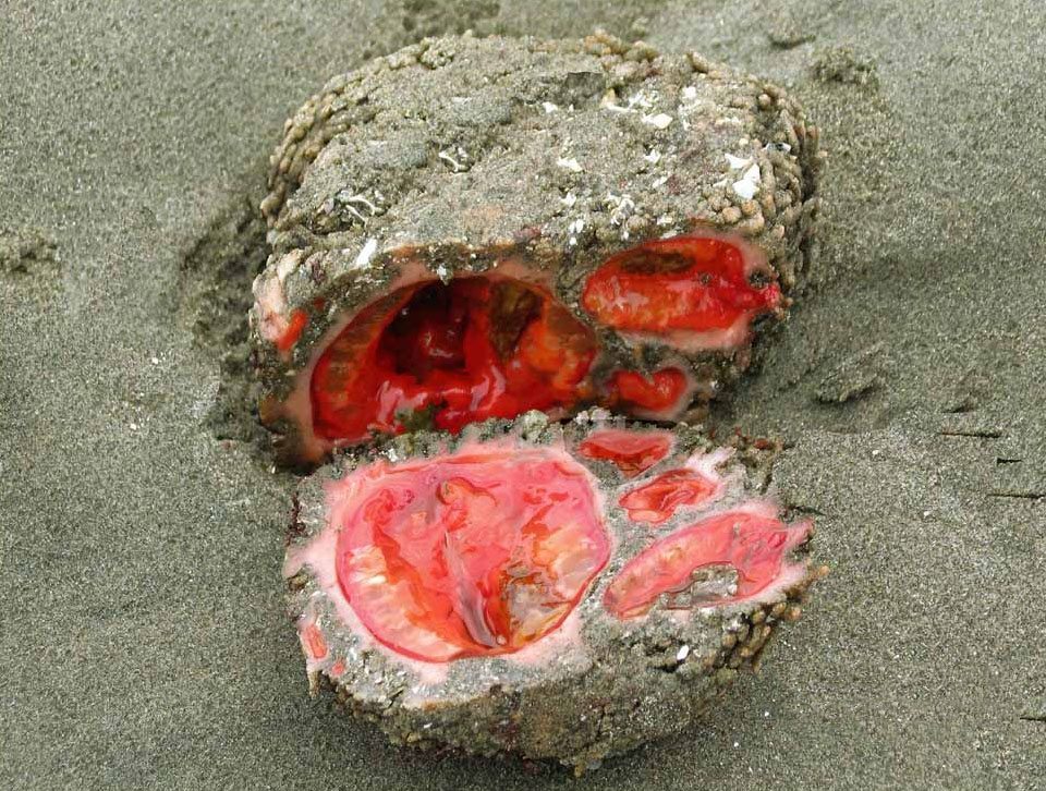 Living Rock: Pyura chilensis (Chile and Peru) Sometimes referred to as a 'living rock' , Pyura chilensis is a tunicate that resembles a mass of organs inside a rock. It is often found in dense aggregations in the intertidal and subtidal coast of Chile and Peru. It is the closest anyone can get to finding blood in a stone! It is also served as a local delicacy in the cities surrounding the coasts.