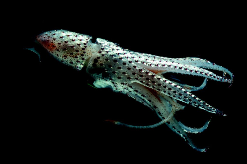 Jeweled Squid (Mid Atlantic and Pacific Ocean) This unusual squid, despite its delicate, decorated appearance, was found 1,650 lung-crushing feet (500 meters) beneath the surface of the North Atlantic. Scientists on a recent deep-sea expedition found the squid, called Histioteuthis hoylei, along with an abundance of other species thought to be very rare, if not unknown, elsewhere. Jewel squid are known for their mismatched eyes, one of which is larger than the other to scope for prey in the deep’s darkness.