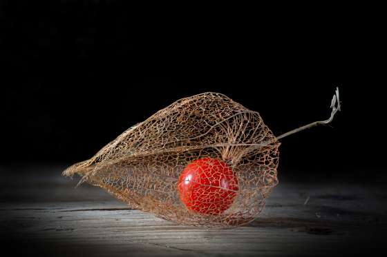'Life Within Death ' : Chinese Lantern (China, Japan and Southern Europe) Physalis alkekengi, or the Chinese/Japanese Lantern, blooms during Winter and dries during Spring. Once it is dried, the bright red fruit is seen. The outer cover is a thin mesh that held the flower petals, seen in golden brown colour.
