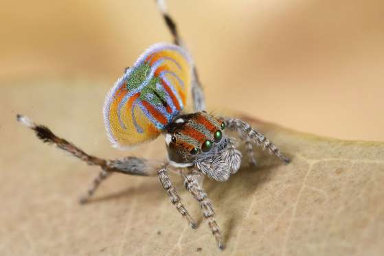 © Jurgen Otto Peacock Spider - Australia and China. Maratus Volans or the peacock spider belongs to the jumping spider family and is only found in specific parts of Australia and China. These spectacular creatures are usually very tiny – no bigger than a fingernail and feature different shades of color.