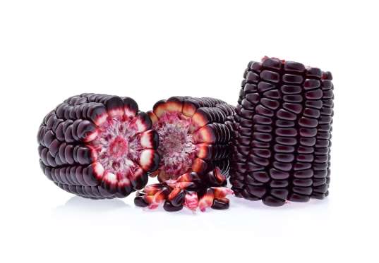 Purple Corn (Bolivia, Ecuador, Peru) A variety of Zea mays, is a corn grown in the Andes region of South America. It is common in Bolivia, Ecuador, Peru. The kernels of Purple Corn have long been used by the people of the Andes to color foods and beverages, a practice just beginning to become popularized in the industrialized world. Besides its use as food and dye, purple corn is thought to have many health benefits.