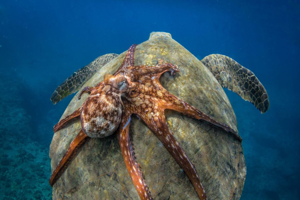smithsonian-photography-contest-1