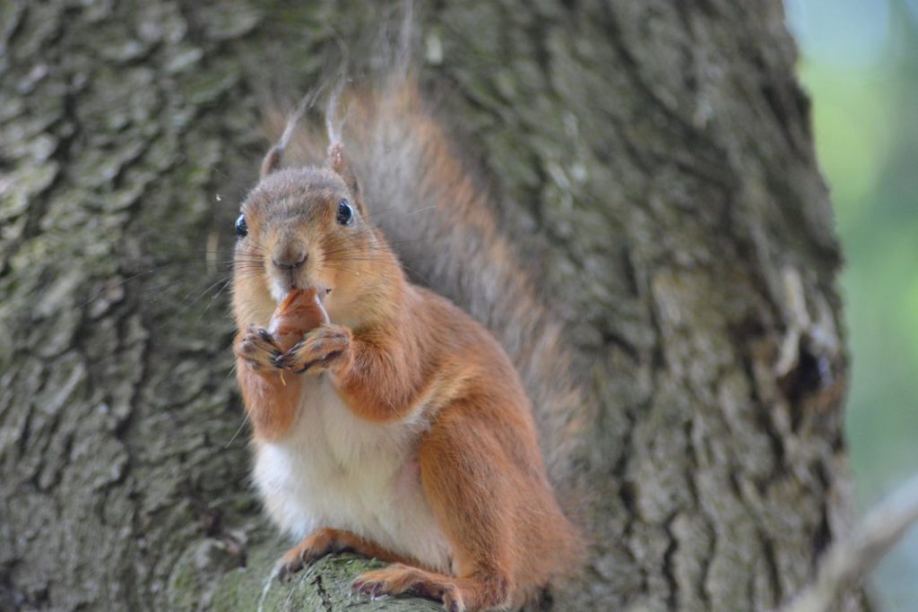 smithsonian-photography-contest-21