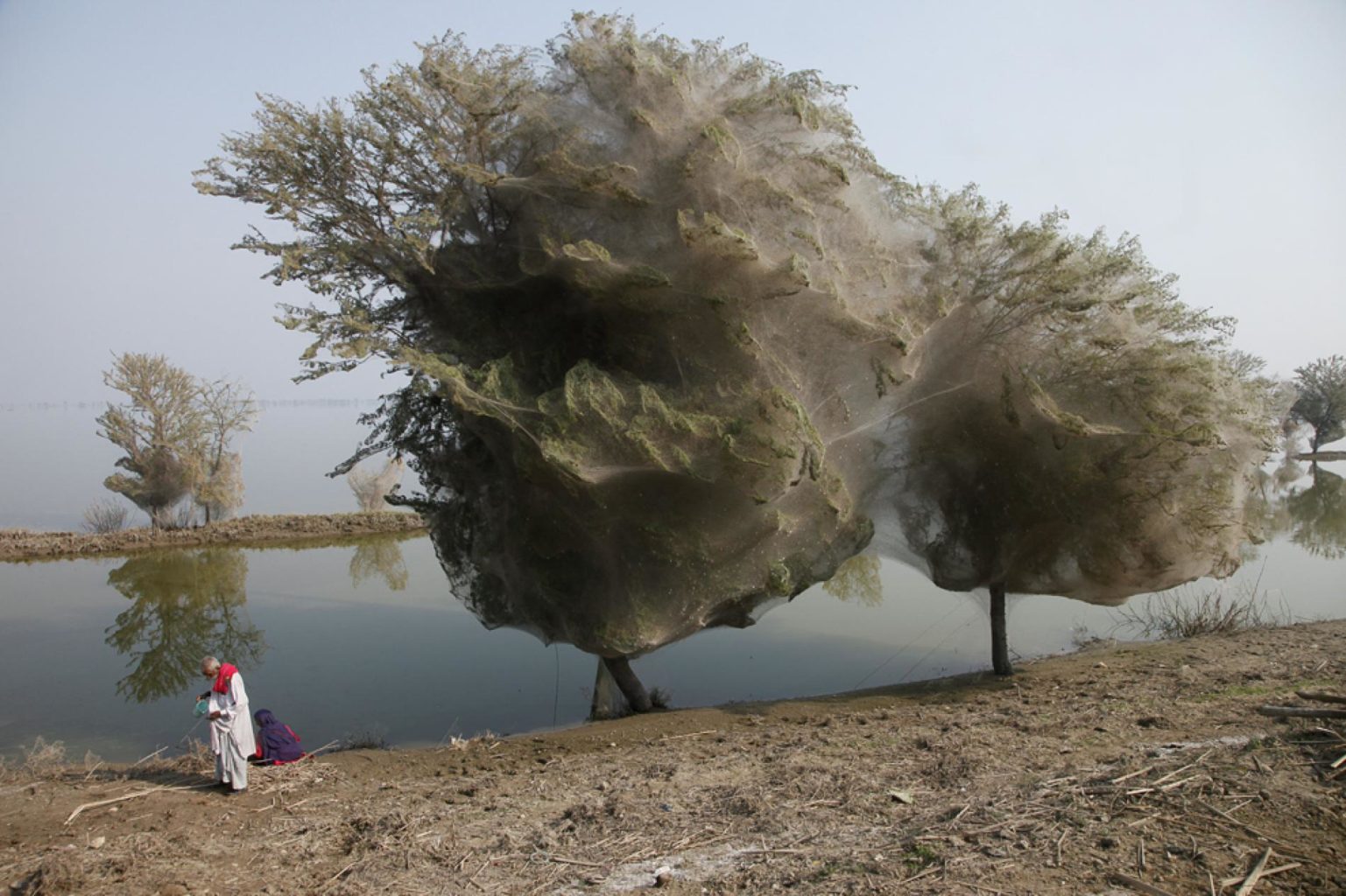 spider-trees