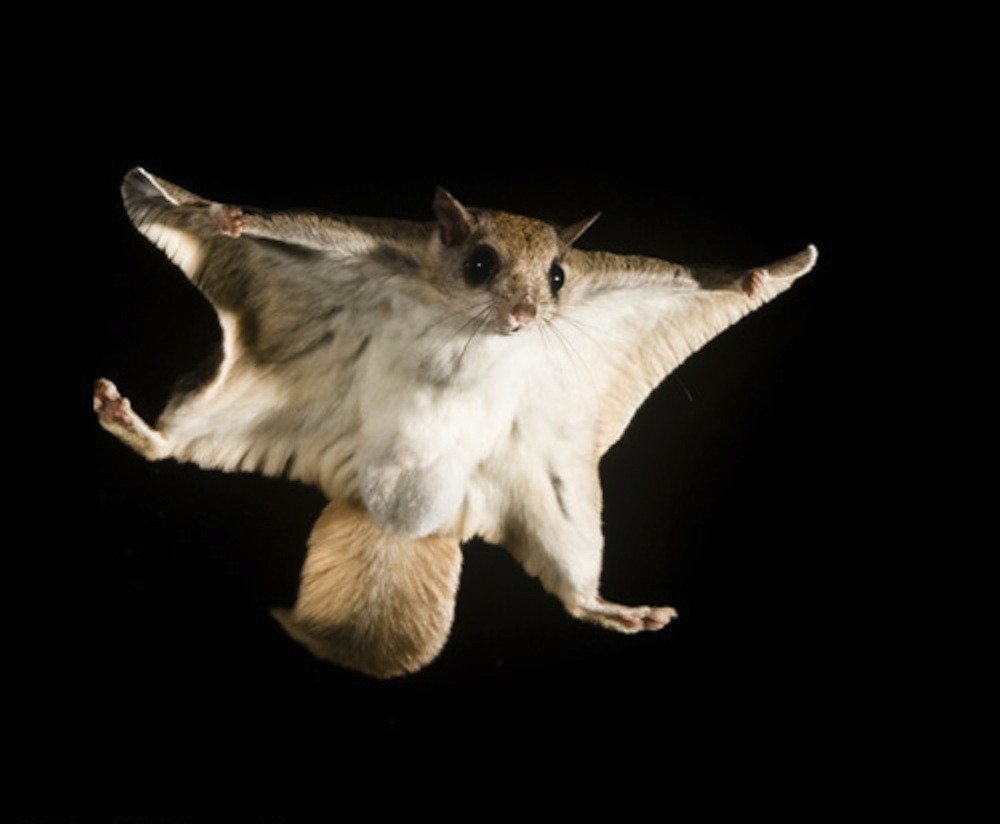 Image result for flying squirrel