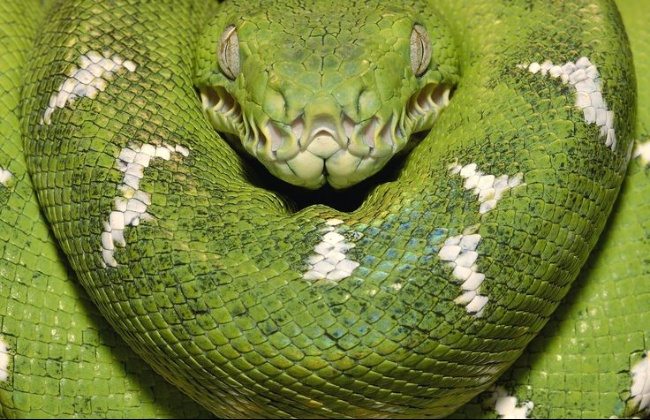 dangerous-animals-11