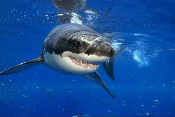 dangerous-animals-16