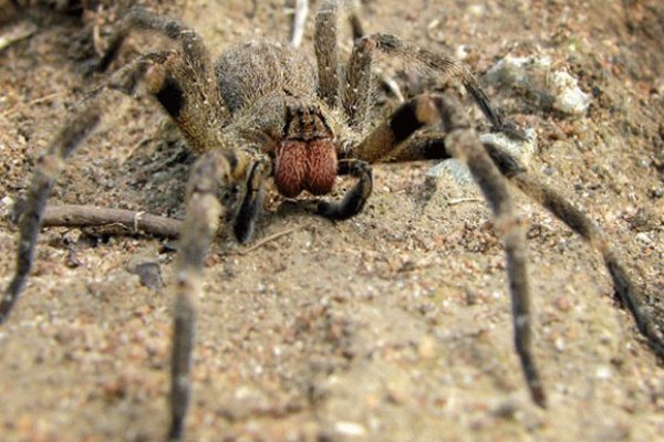 dangerous-animals-17