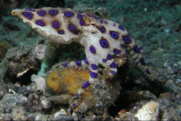 dangerous-animals-19