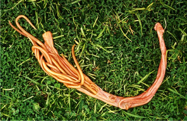 dangerous-animals-20