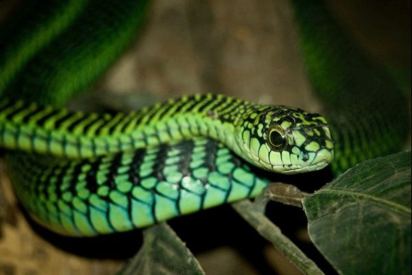 dangerous-animals-21