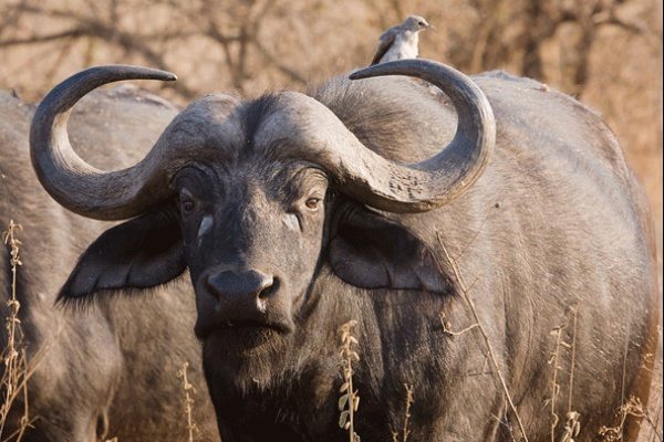 dangerous-animals-22