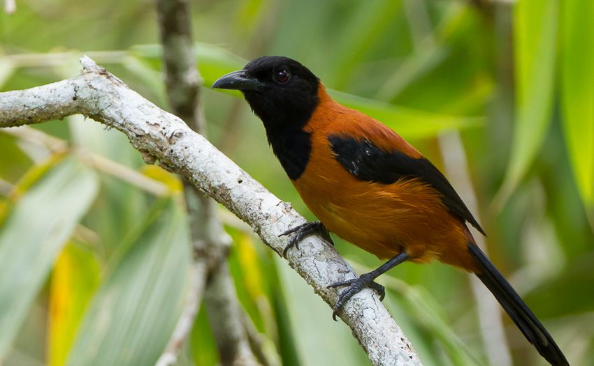 dangerous-animals-23