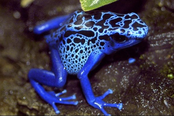 dangerous-animals-26