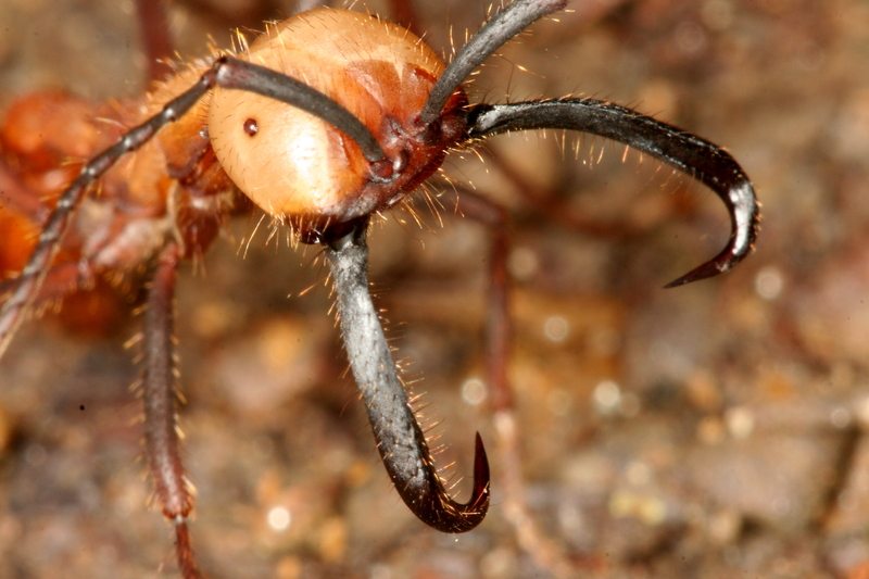 dangerous-animals-27