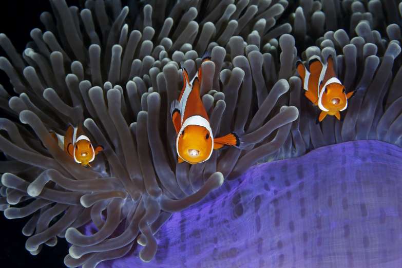wildlife-photographer-12