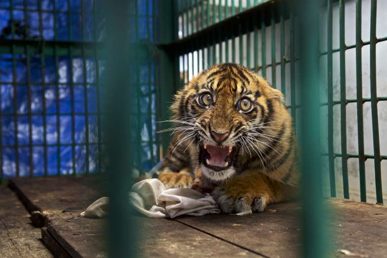 wildlife-photographer-2