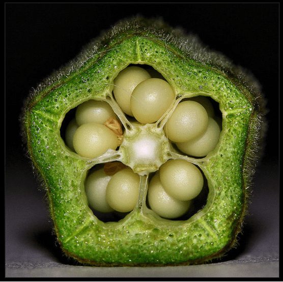 cut-in-half-thing-23