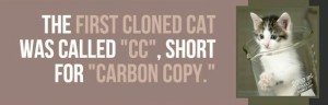 facts-about-cats-11