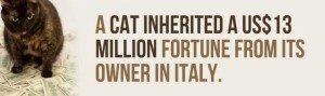 facts-about-cats-13
