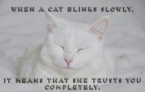 facts-about-cats-14