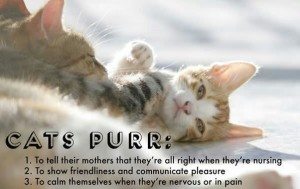 facts-about-cats-15