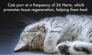 facts-about-cats-16