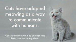 facts-about-cats-17