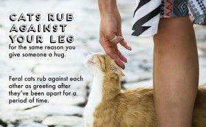 facts-about-cats-18