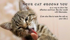 facts-about-cats-20