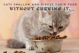 facts-about-cats-21