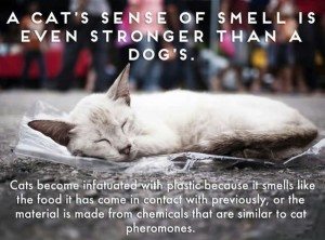 facts-about-cats-22