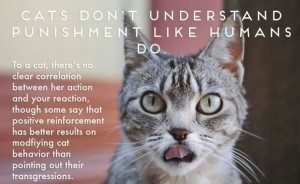 facts-about-cats-24