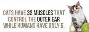 facts-about-cats-3